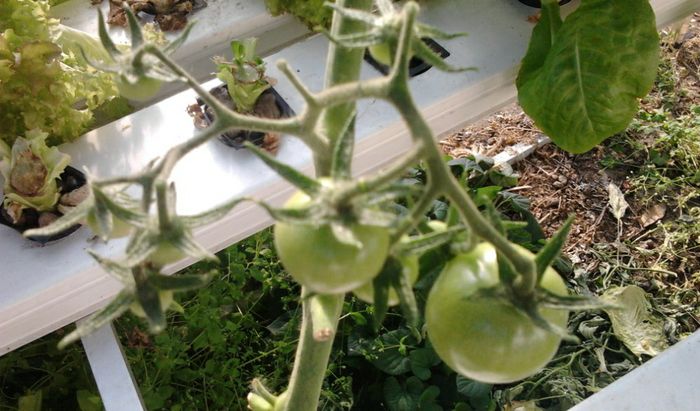 Pomodori coltivati con agricoltura idroponica
