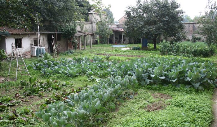 Orti sociali