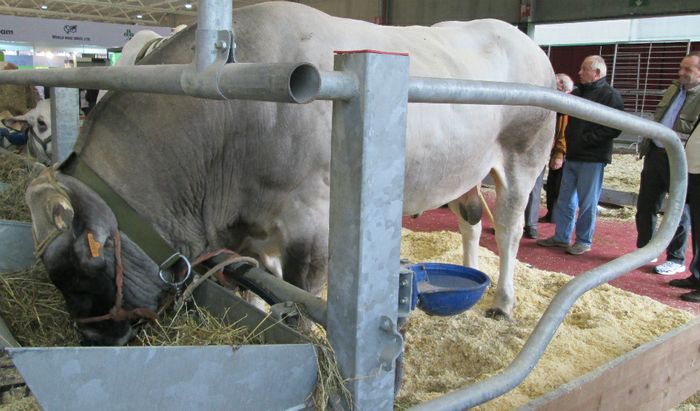 La Fiera Internazionale del Bovino da Latte