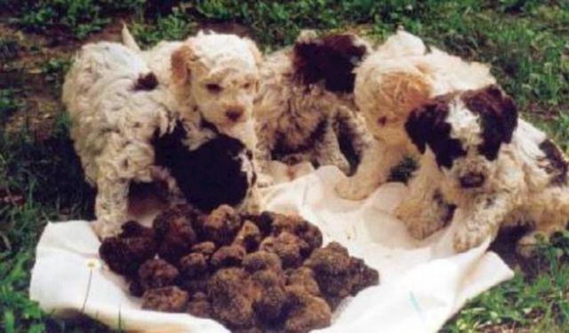 1328043508_309439419_4-Cani-da-tartufo-pronti-e-cuccioli-addestrati-Vendita

Lagotto romagnolo tartufo