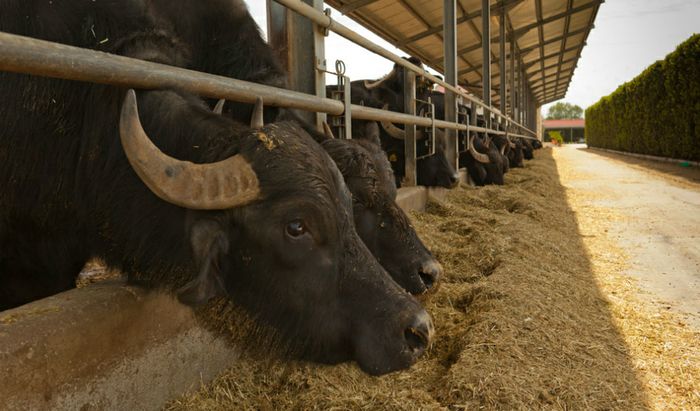 Un allevamento di bufale