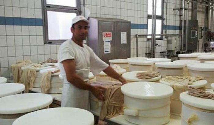 Lavorazione del formaggio alla Latteria Pizzighettonese 