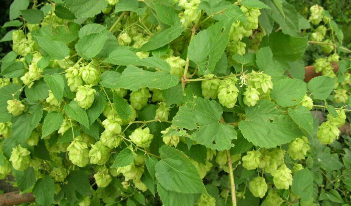Germogli di humulus lupulus