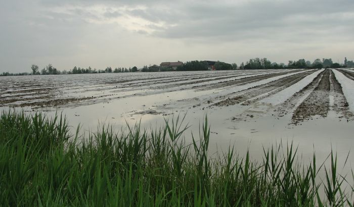 Colture di meloni allagate