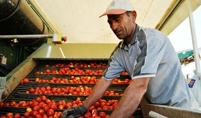 Lavorazione del pomodoro