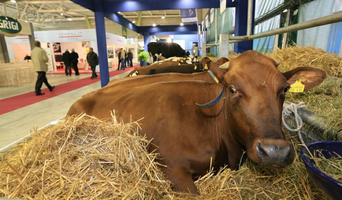 Fiere Zootecniche Internazionali