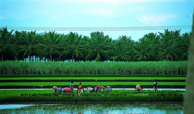 Agricoltura in India

