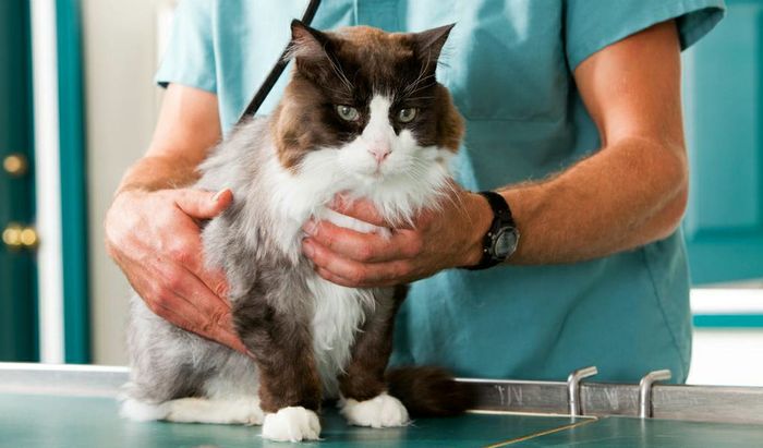 Veterinaria