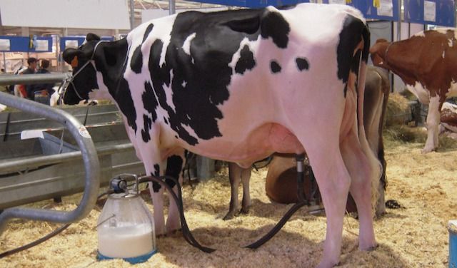 Mungitura vacche da latte