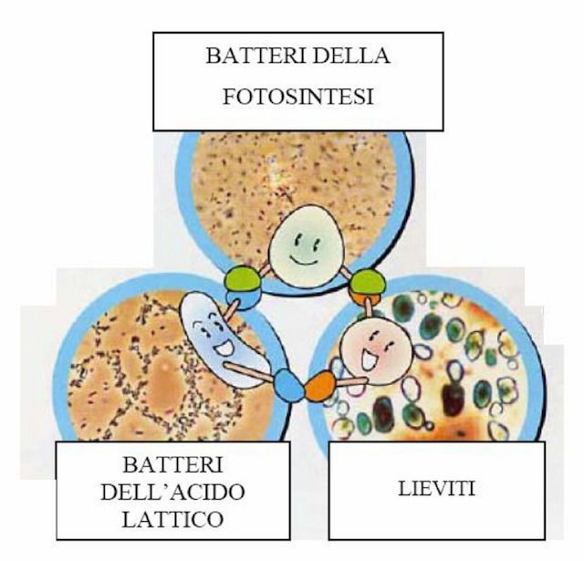 Batteri della fotosintesi