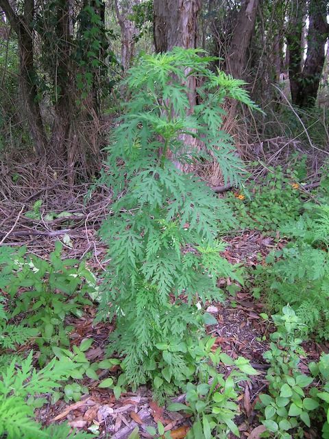 Ambrosia artemisiifolia


