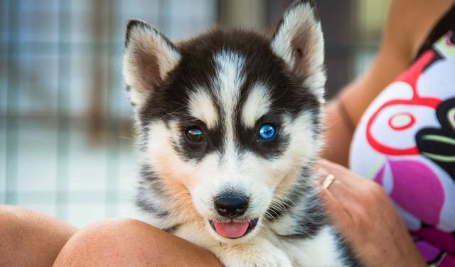 Un cucciolo di cane

