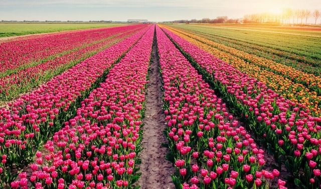 Tulipani-in-Olanda

