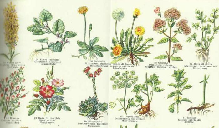 Manuale di Botanica
