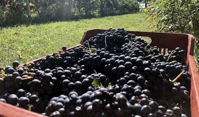 CANTINE CALEFFI - VENDEMMIA