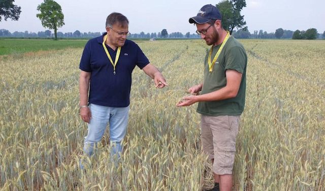 L'agricoltore Piermichele Groppelli, con Luigi Bonzanini segretario di zona Crema, mostra gli effetti della siccità sulle colture. L'agricoltore è di Moscazzano