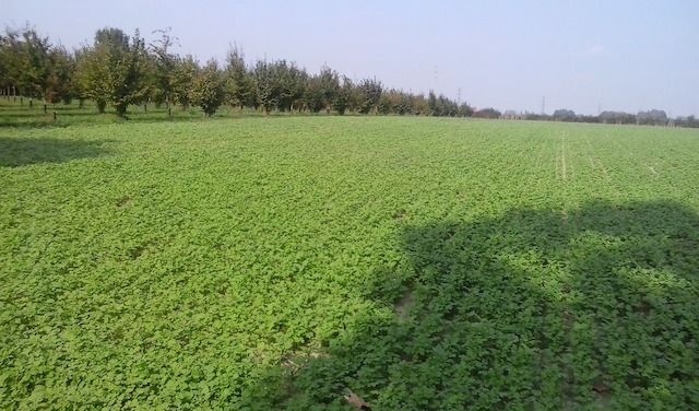 Azienda agricola albertoni
