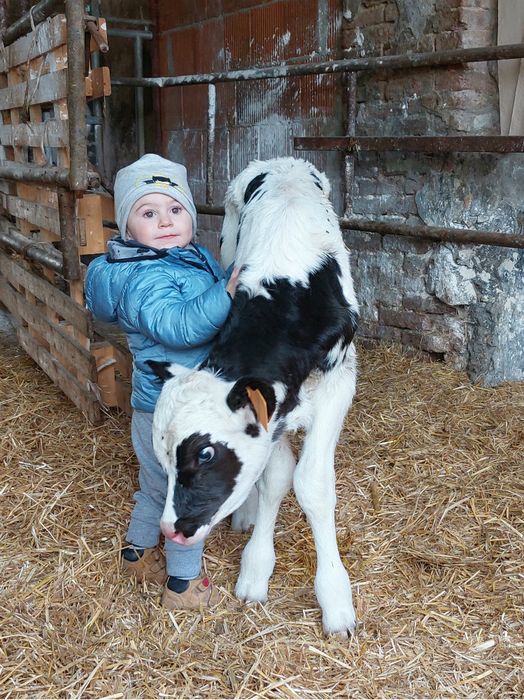 Edoardo con un vitellino appena nato