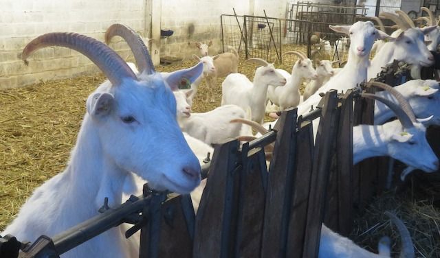 Società agricola ?Caprino di Soncino? capre allevate