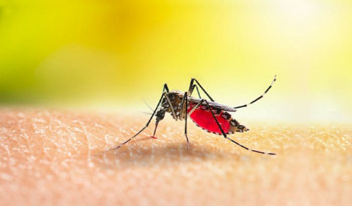 Caso asintomatico di Dengue, attivate le procedure di disinfestazione straordinaria