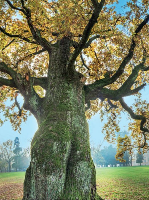 Un gigante del Parco di Monza