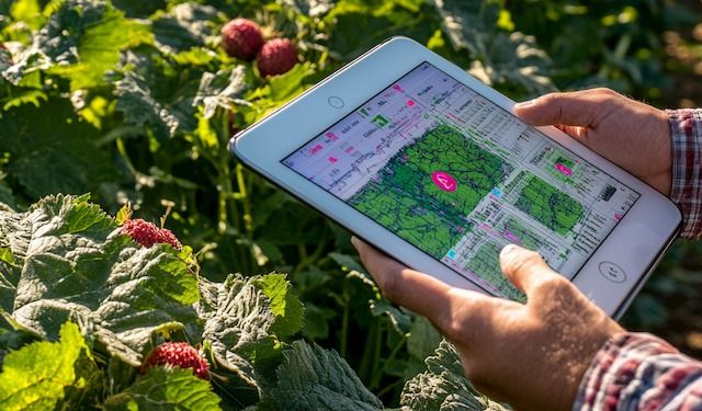 Digital-technology-working-favor-agriculture

An outdoor scene in a sprawling, sunlit field filled with neatly organized rows of crops. In the foreground, a person is holding a tablet displaying advanced agricultural analytics, such as expected yield, harvest forecast, and risk assessments. The tablet screen is clearly visible, showcasing colorful, detailed graphs and data. The background shows the vibrant field extending into the distance with trees and a clear blue sky. The person holding the tablet is partially visible, dressed in casual farming attire, perhaps standing near a tractor or beside a row of crops. The sunlight reflects softly on the tablet screen, emphasizing the blend of technology with natural farming --chaos 30 --ar 2:3 --v 6.1 Job ID: af1f56be-7e7b-4aa3-857a-7e8253ba0fe5