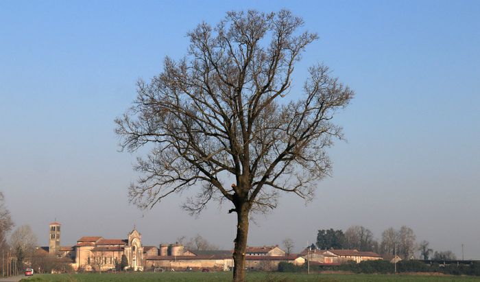 Castelnuovo del Zappa