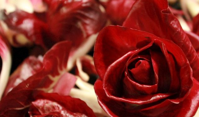 Rosa di Gorizia

