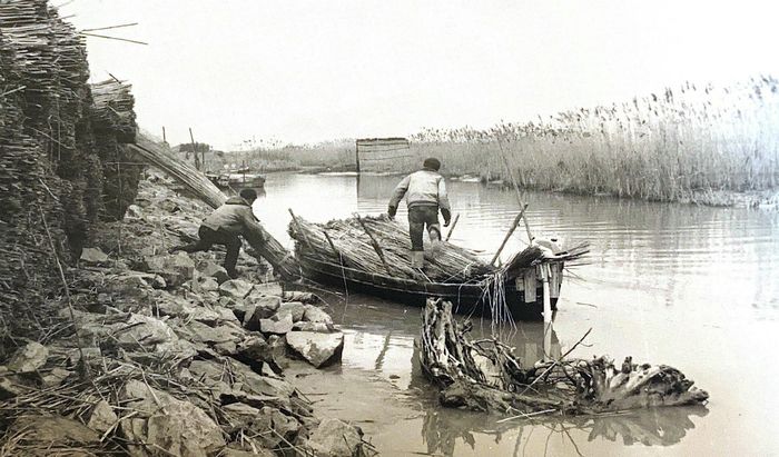 Raccolta di canneggioli nel delta del Po (1964)